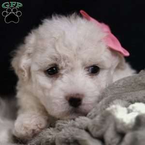 Brianna, Bichon Frise Puppy